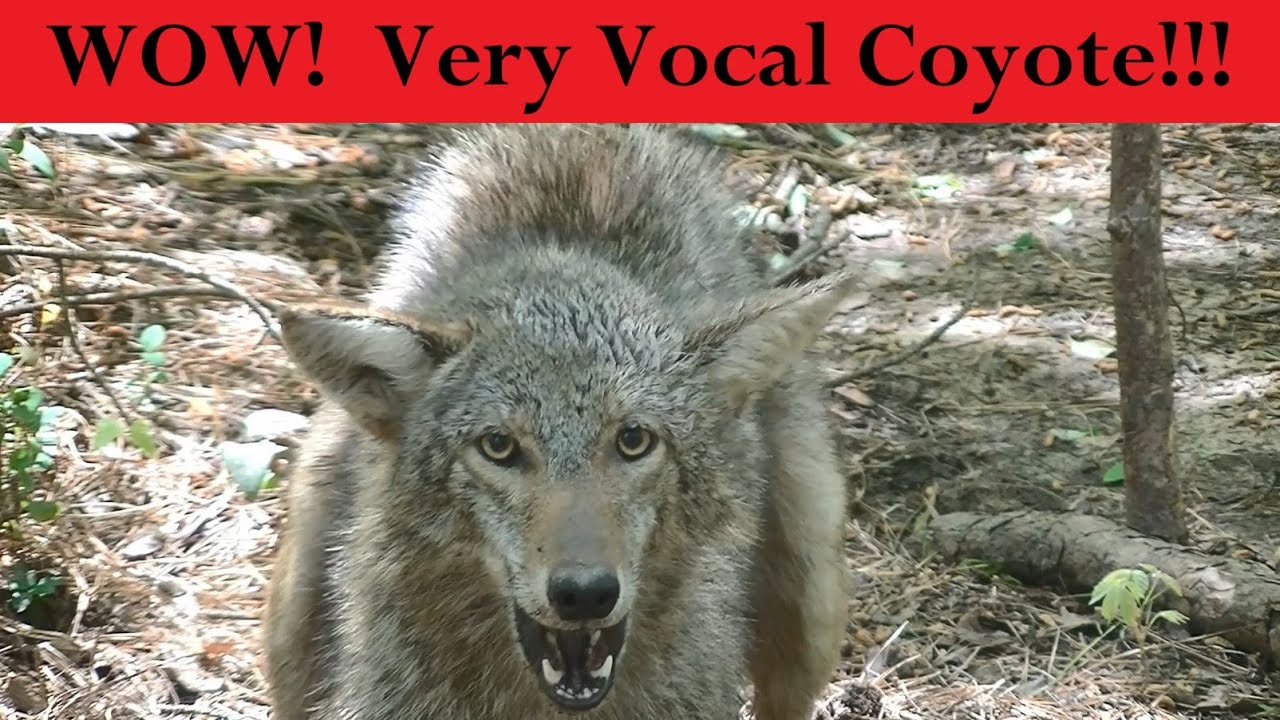 MUST SEE Coyote Caught and Trail Cam Video (our first coyote!!!)