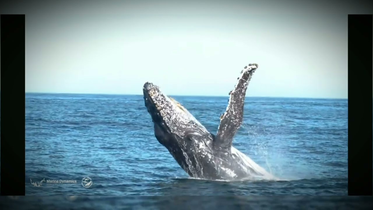 The best place to watching whale in South Africa Cape Town