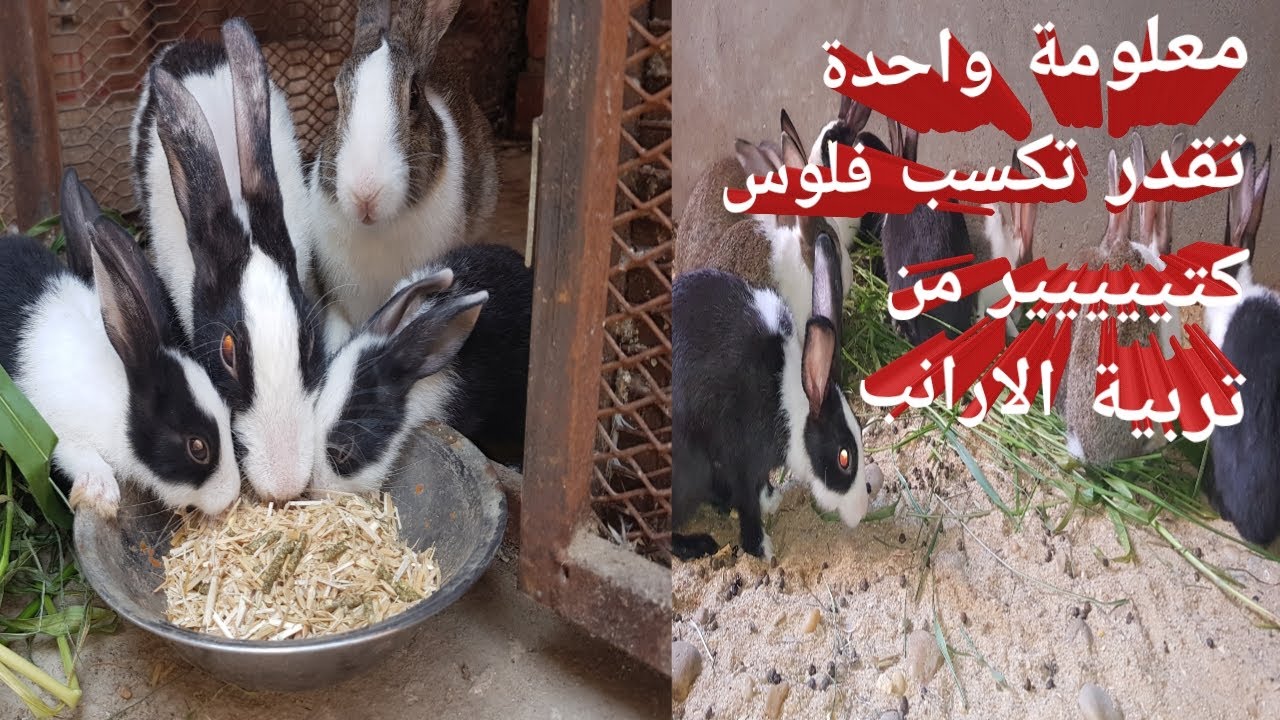 معلومة واحدة عن تربية الأرانب تقدر تكسب منها فلوس كتير🐇2021