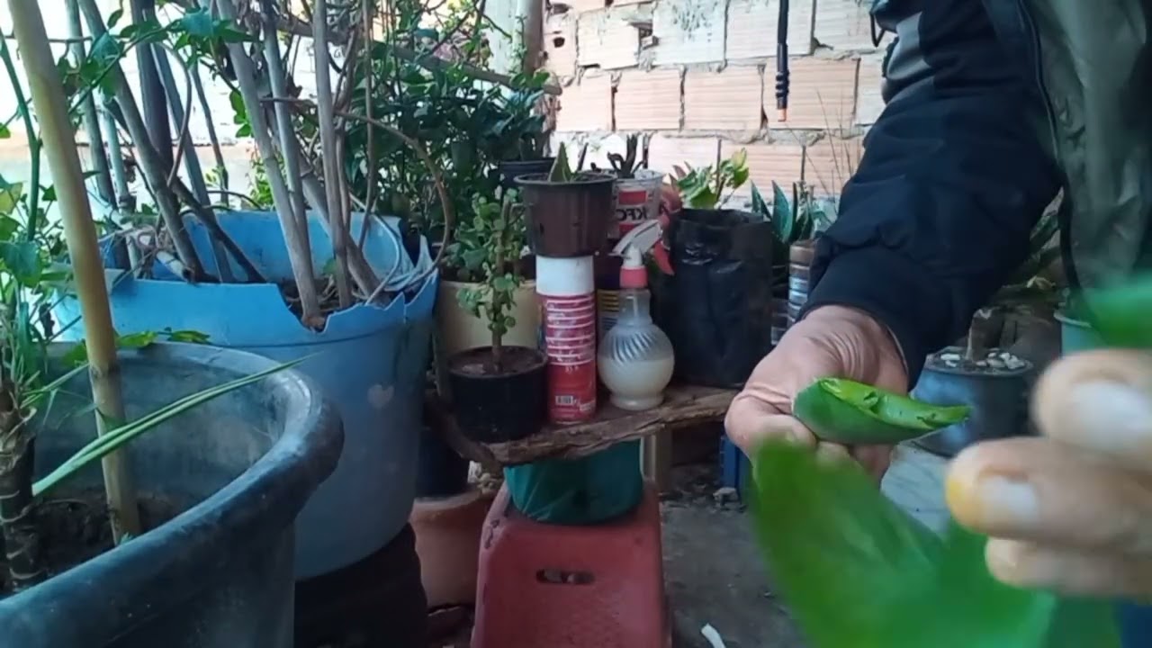 طريقة الغرس وكيفيةالتعقيم 