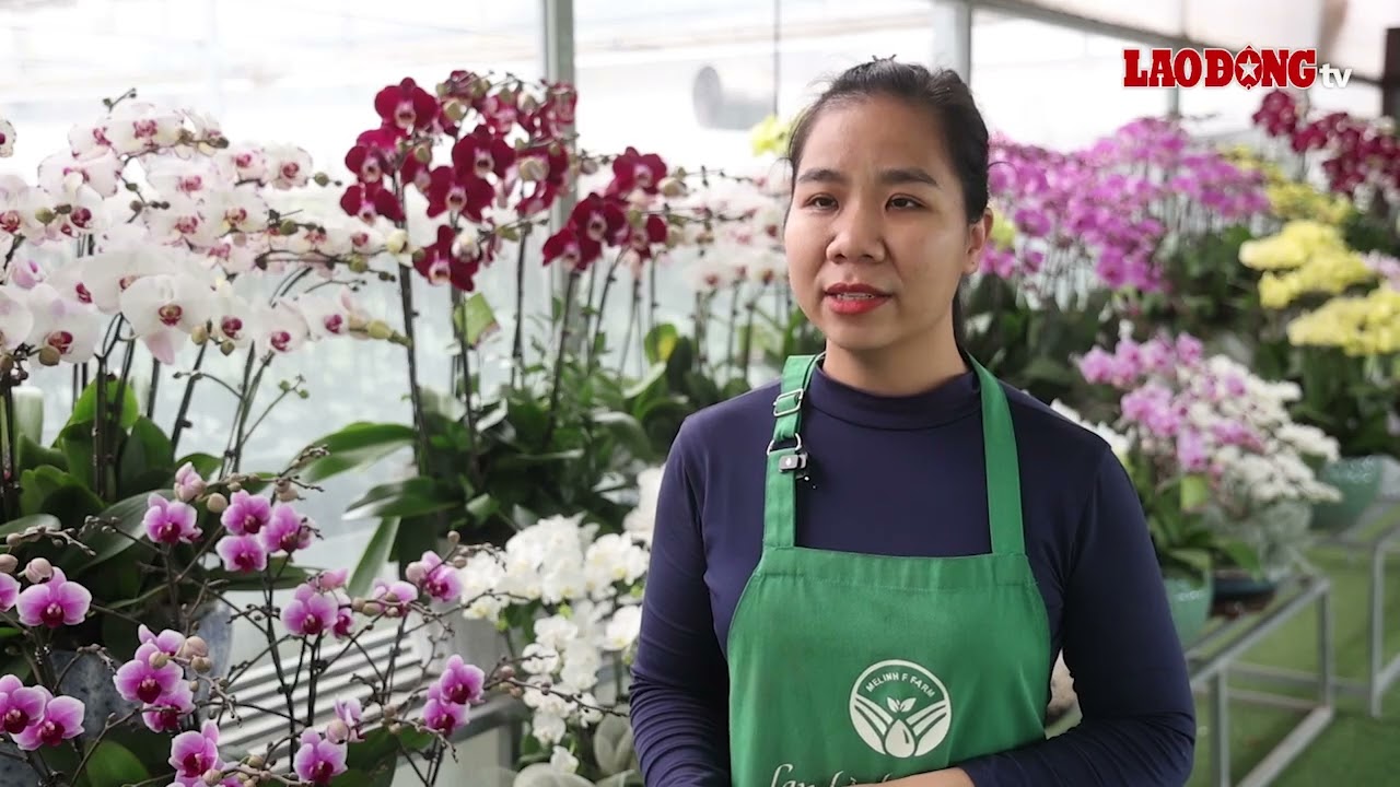 People are going all the way to the orchid gardens to place orders for phalaenopsis orchids 