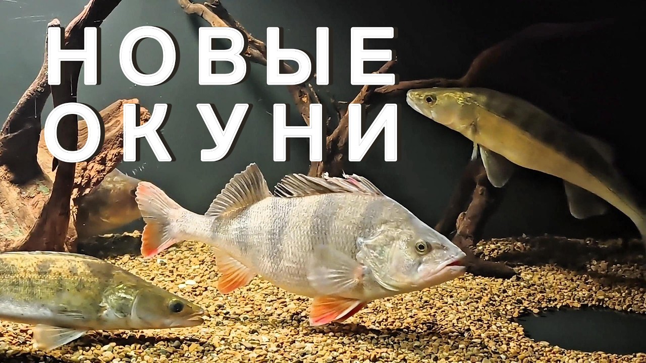 ПОЛУЧИЛОСЬ С ОКУНЯМИ
