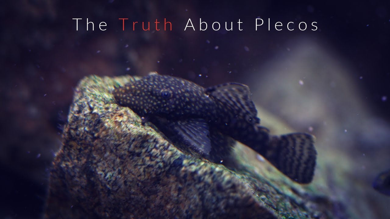 The Real Reason Why Pleco's Always Hide