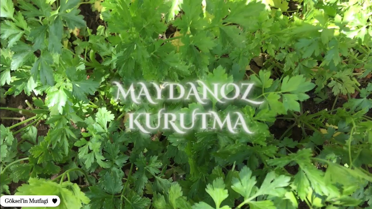 Vitamini Kaybolmadan Maydanoz ve Dereotu Nasıl Kurutulur, Ne İşe Yarar Nelerde Kullanılır. #yemek