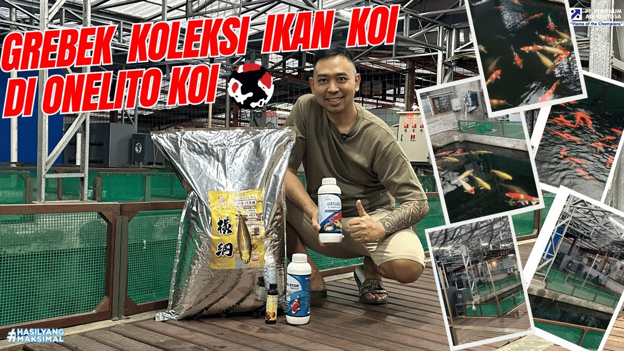 BONGKAR RAHASIA @Onelito Koi  MENGHASILKAN KOI JUARA DENGAN JPD DAN PT PLATINUM ADI SENTOSA !!