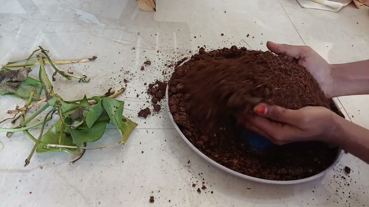 New plant review 🌿🌿