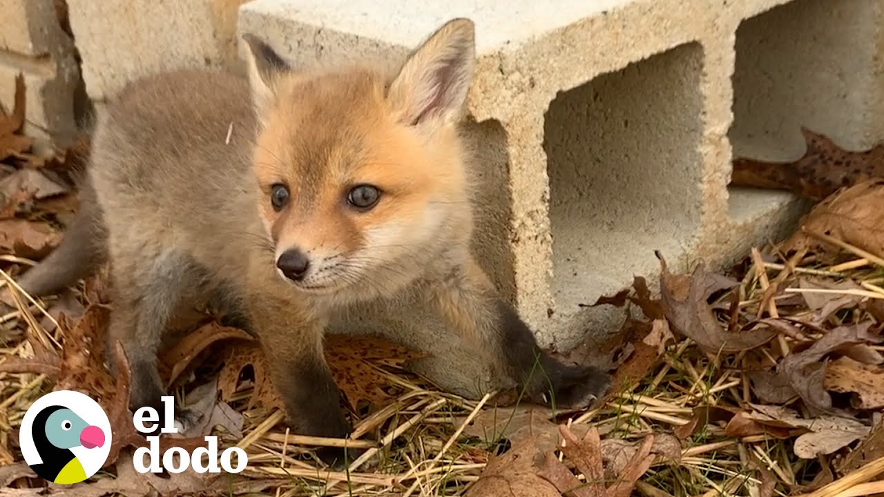Dos zorros bebés huérfanos se vuelven locos cuando se encuentran por primera vez 🦊❤️ | El Dodo