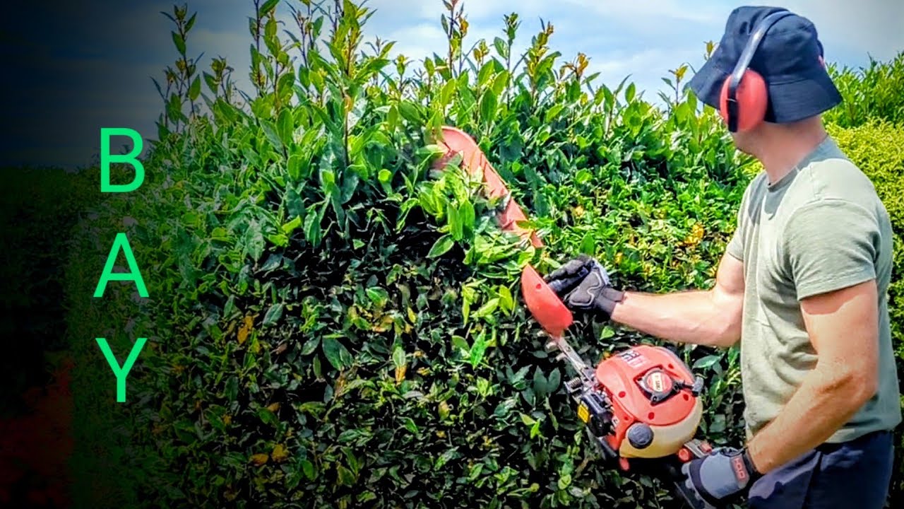 Satisfying Bay Laurel Hedge Trimming/tidy