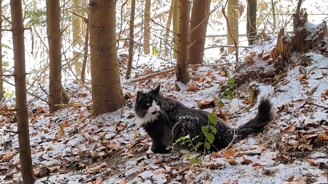 Norwegian Forest Cat: Odin in 