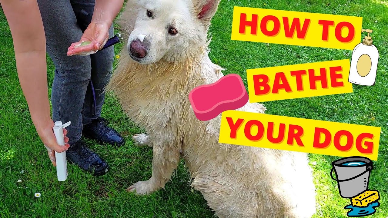 How To Bathe Your Dog Outside (Vet Demonstrates)