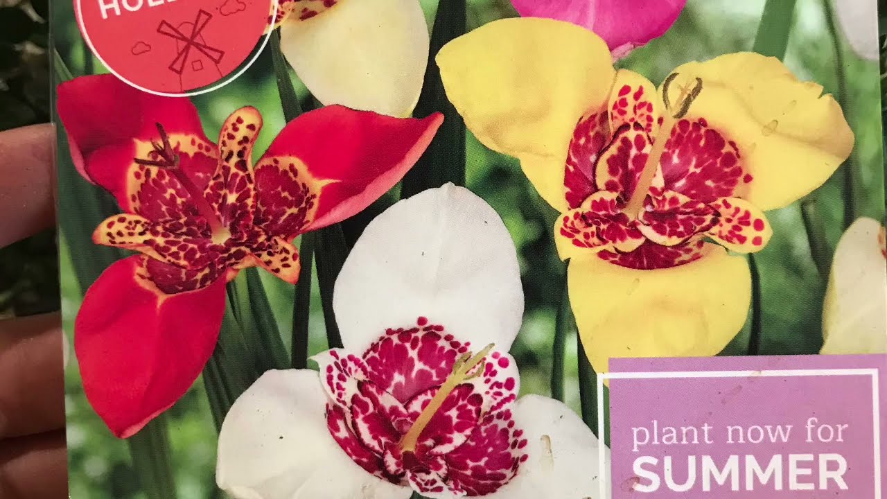 Jump Start on Summer Bulbs (Tigridia Mexican Shell Flower) // from Campbell's Freedom Farm