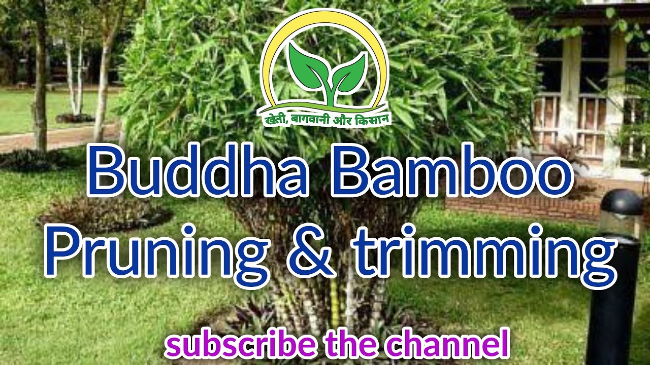 Pruning & trimming of Buddha Bamboo plant || Buddha Bamboo plant @KhetiBadiTV