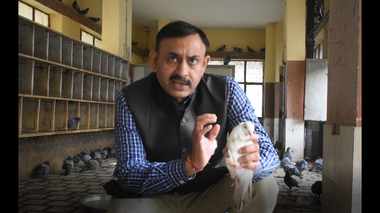 पक्षी में गर्दन घूमना - लकवे का इलाज ऐसे करे || Treatment Video Birds Hospital || Dr Nagender Yadav