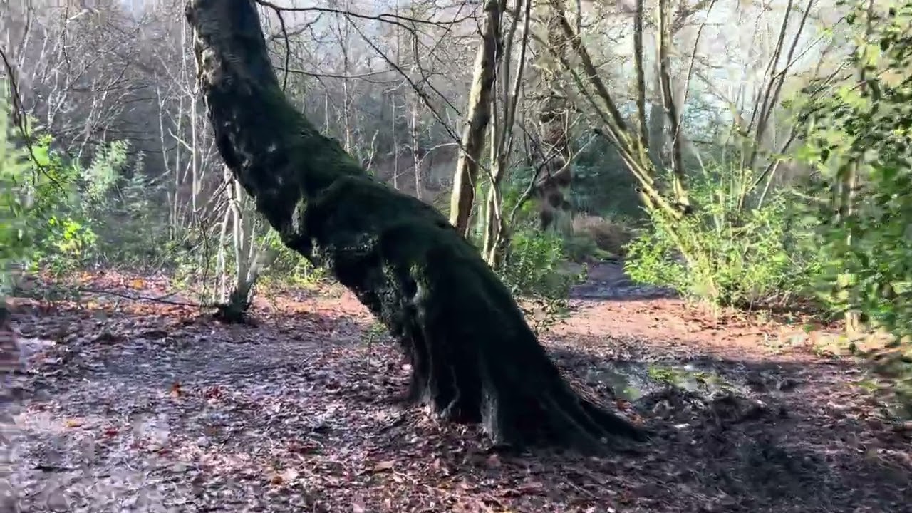 Whitwick/Thringstone Forest pt.2
