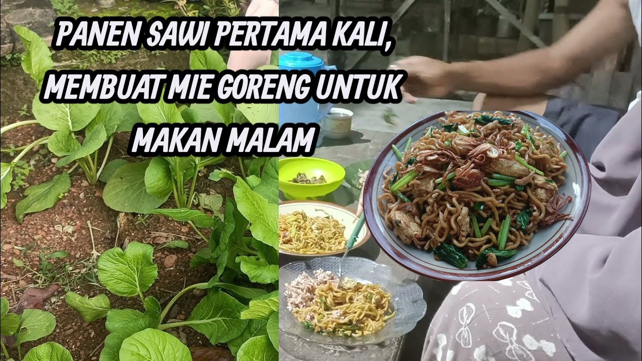 HIDUP SEDERHANA | PANEN SAWI DAN BIKIN MIE GORENG UNTUK MAKAN MALAM 