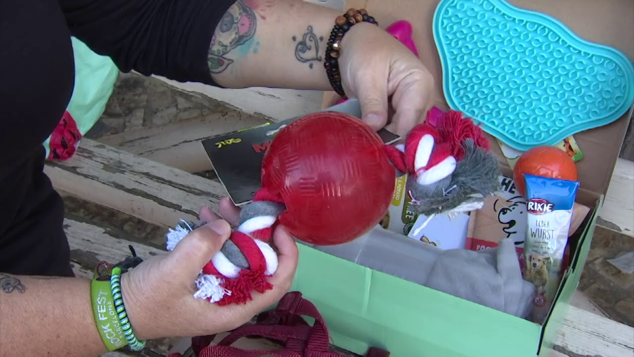 Shoe boxes&nbsp;for shelter dogs - Christmas collection underway