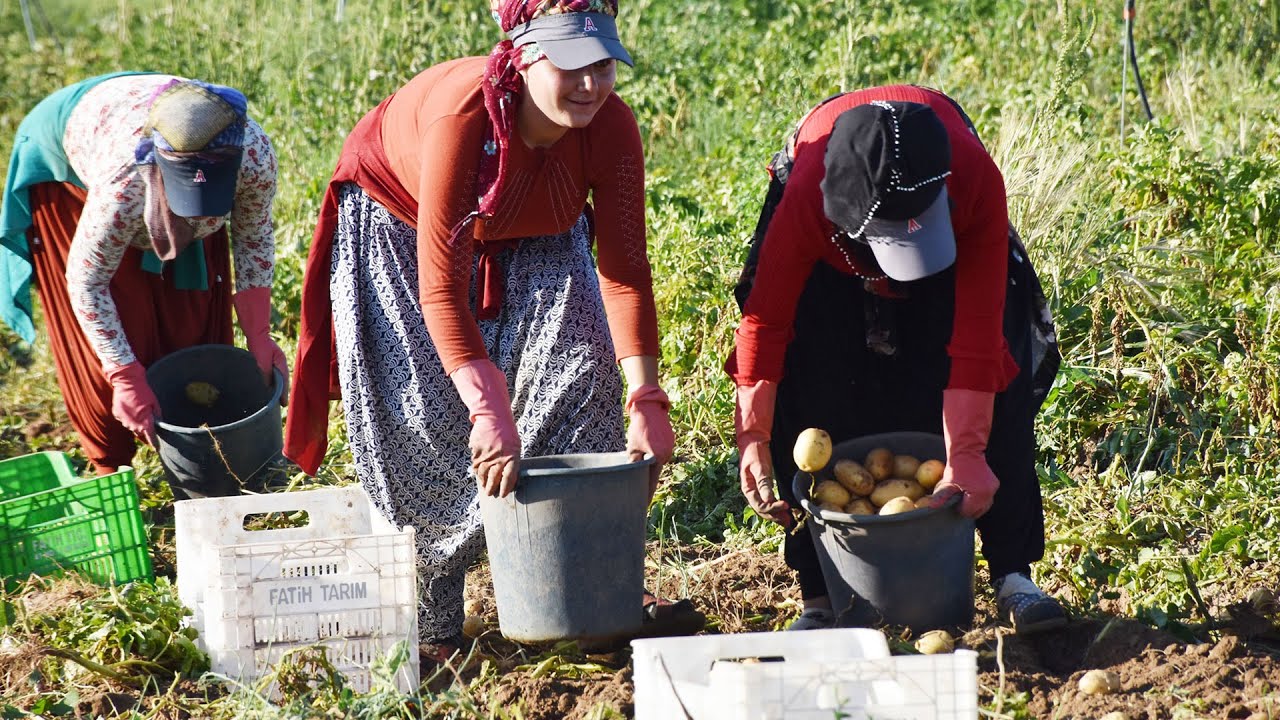 Niğde'de patates hasadı başladı