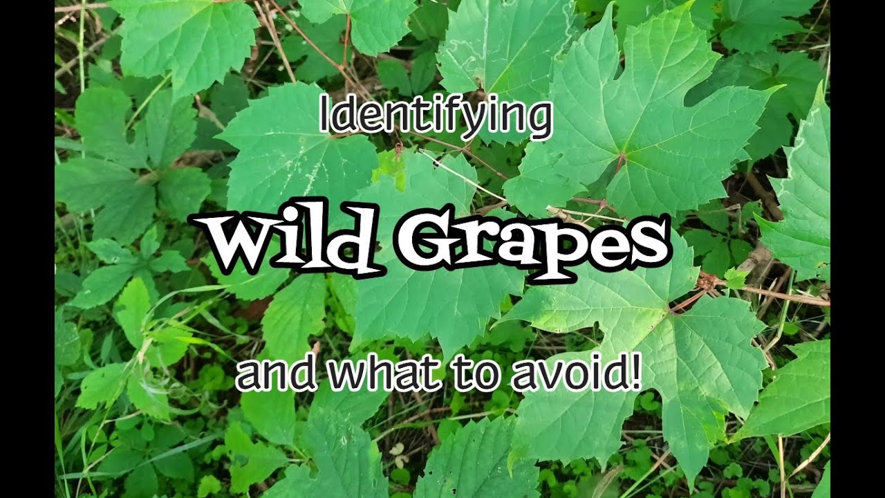 Identifying Wild Grapes