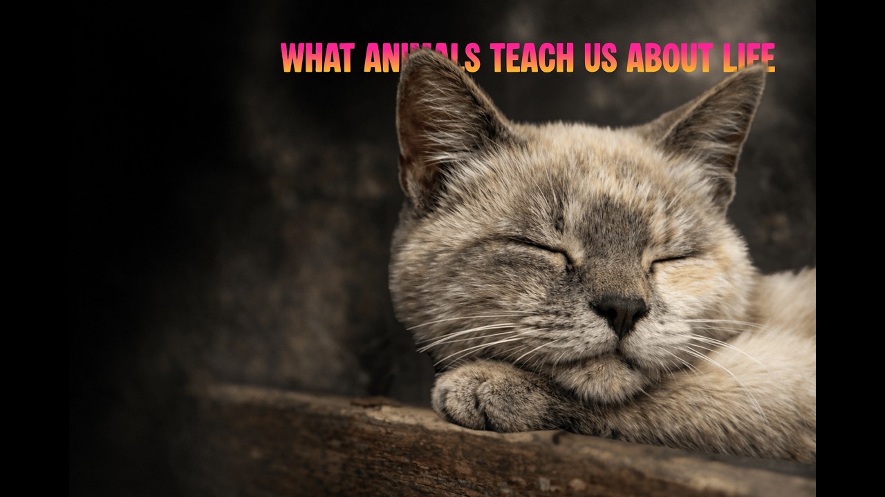 The Truth About Stress (Animals Already Know)