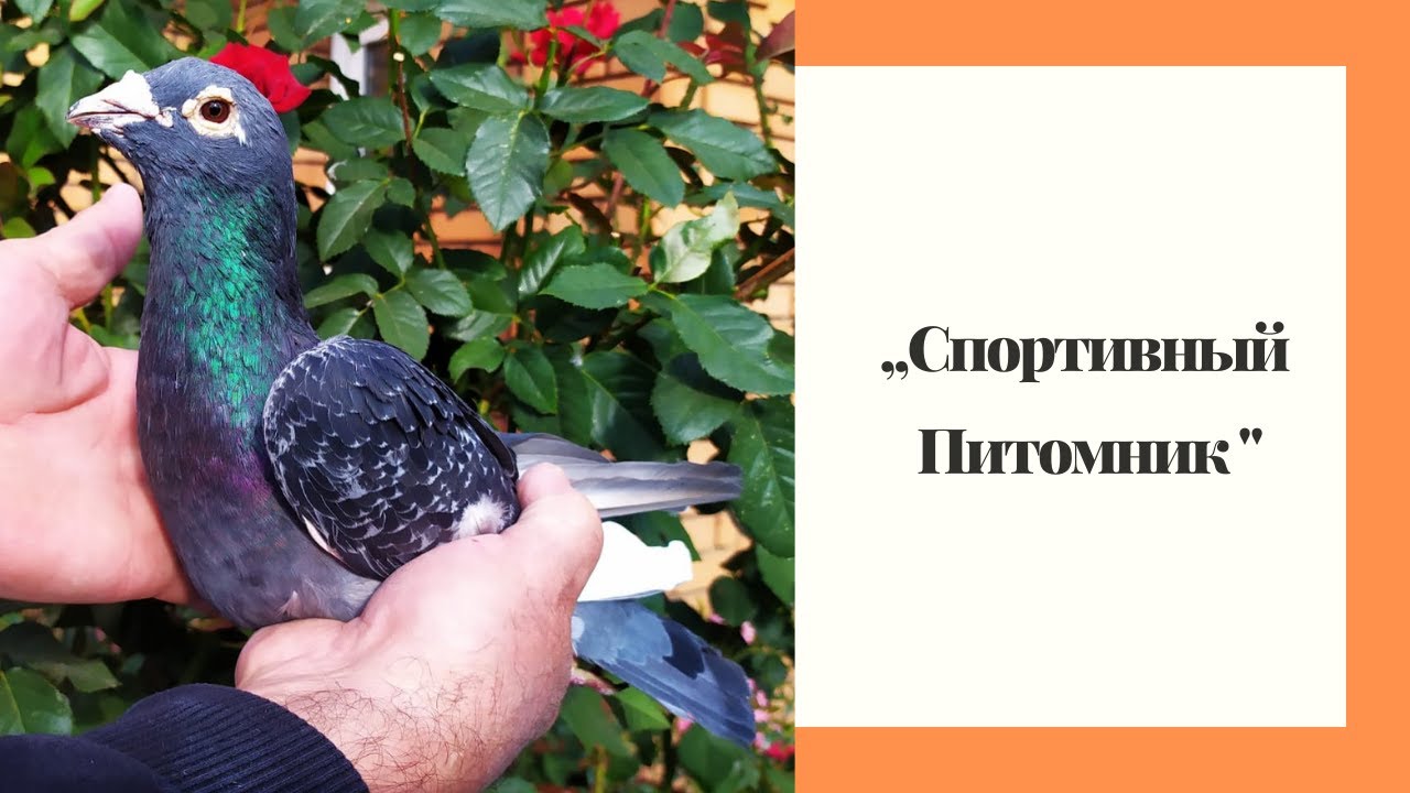 Птица для Души и Спорта - Голуби Сергея Доценко.