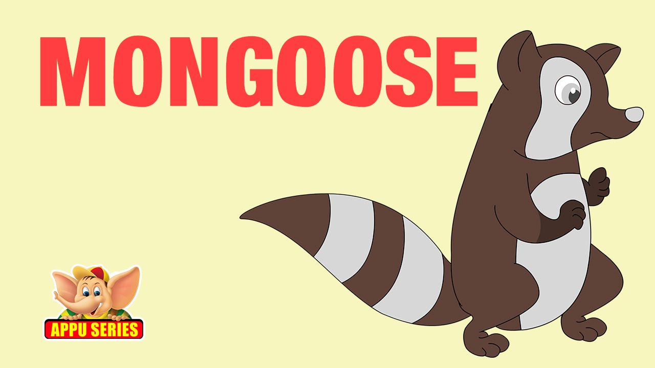 Animal Facts - Mongoose