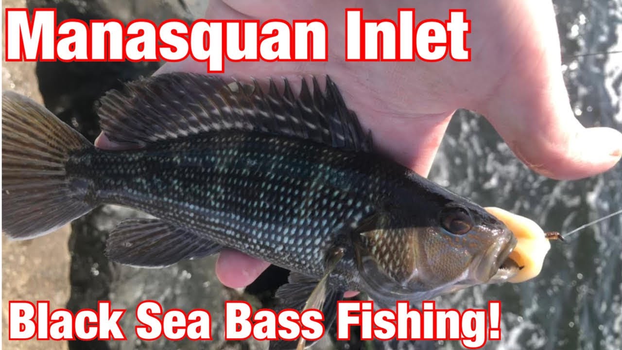 Fishing The Manasquan Inlet For Black Sea Bass!! (Manasquan, New Jersey)