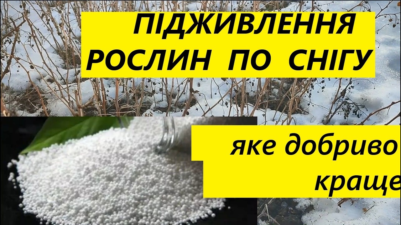 ЯКІ  ДОБРИВА  ВНОСИТИ  ПО  СНІГУ РАННЬОЮ  ВЕСНОЮ
