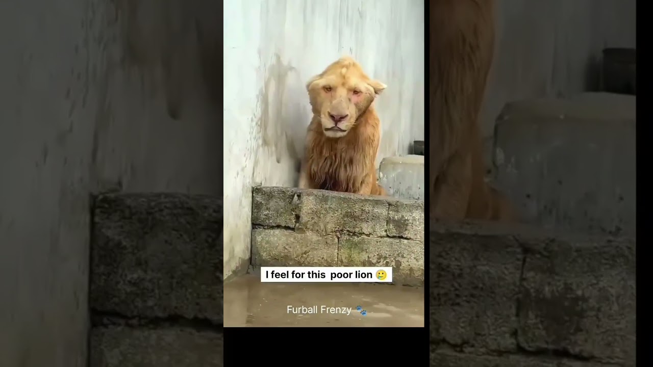 This Lion is Born Different 🦁