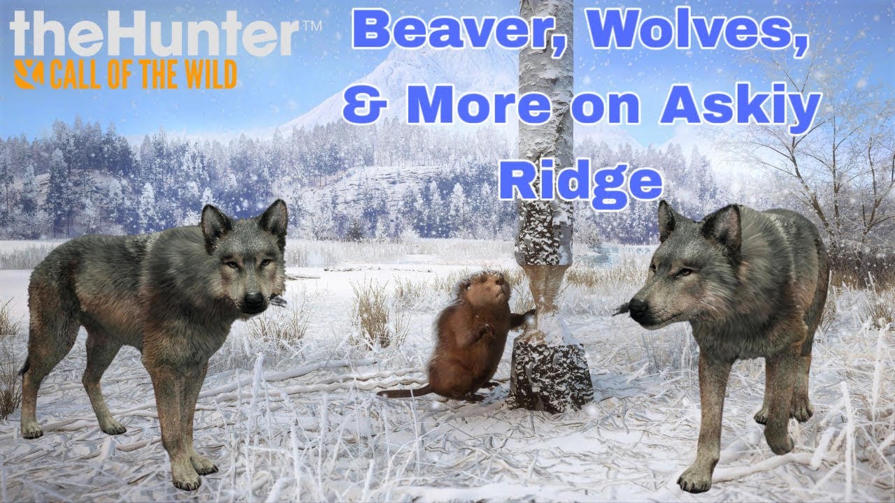 Hunting Beavers, Wolves, & More on Askiy Ridge! theHunter Call of The Wild