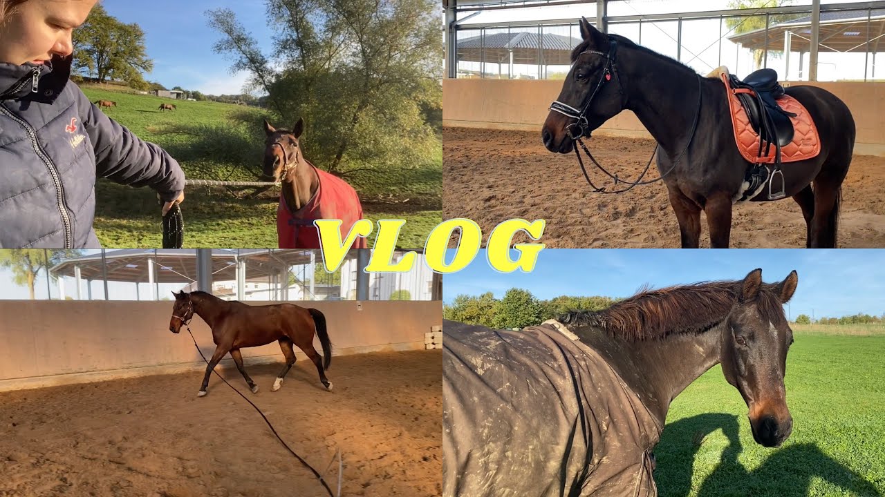 NEUER STALL VLOG | Endlich wieder da ! Soraya reiten & Flummi longieren | GOLDEN SORAYA
