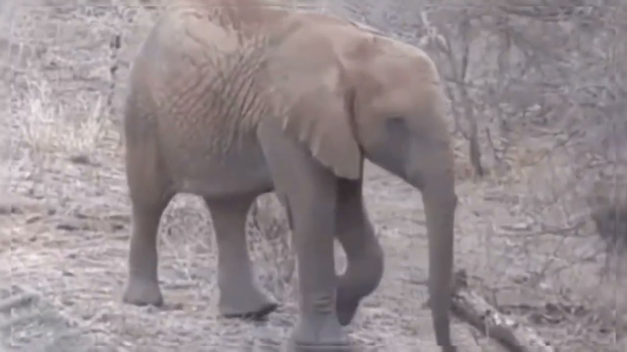 Op safari.. tocht,,, 