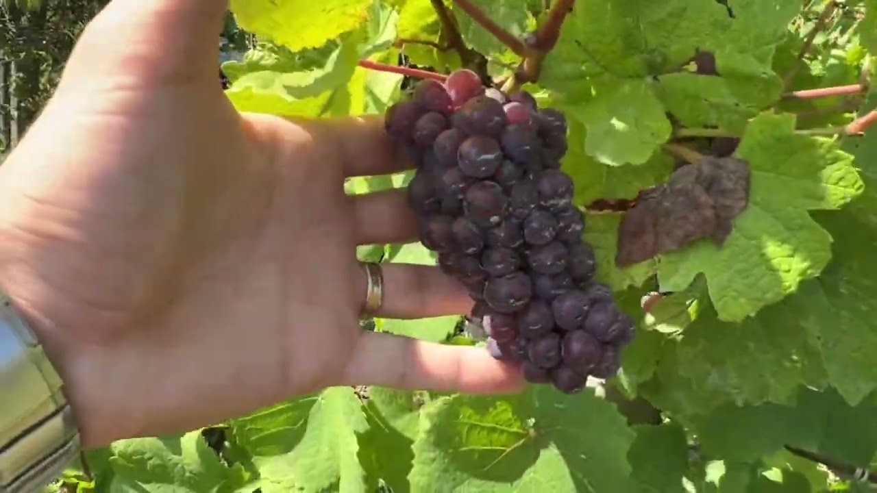 Plantatia de vita de vie de vin
