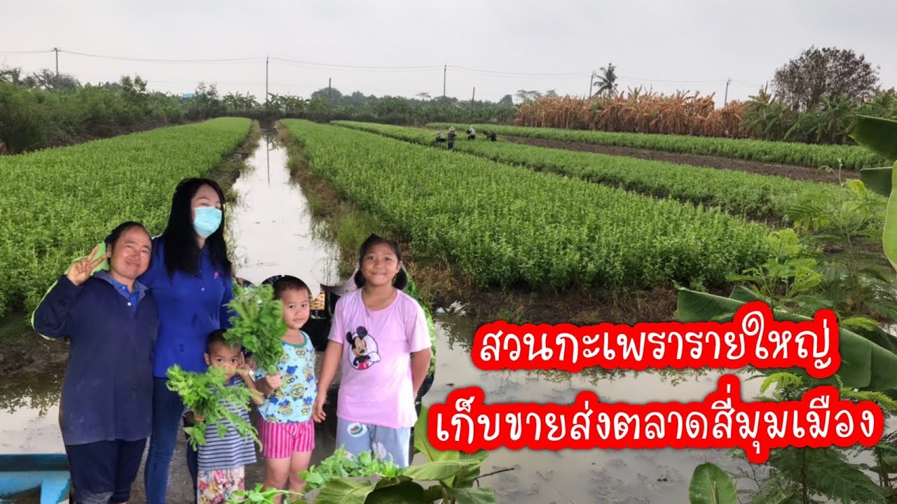 พาชมสวนกระเพรารายใหญ่ ส่งขายตลาดสี่มุมเมือง เก็บขายได้ทุกวัน มีเท่าไหร่ขายได้หมด