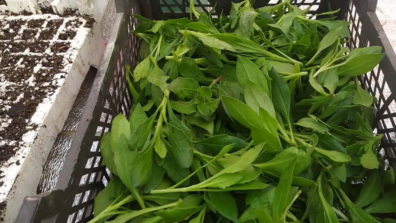 ЧЕРЕНКУЮ ОСТИК ,ВАЖНЫЕ МОМЕНТЫ.