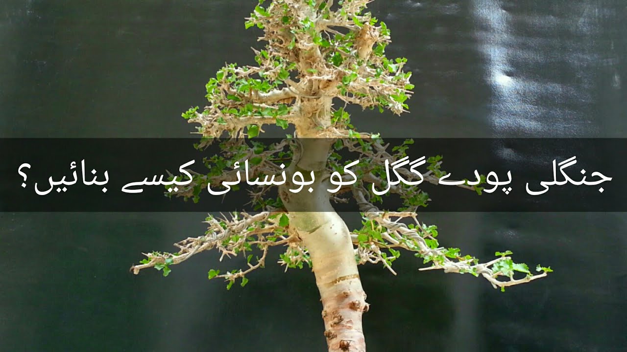 Commiphora mukul (Guggal/گگل) yamadori transformation | Pakistan Bonsai Society