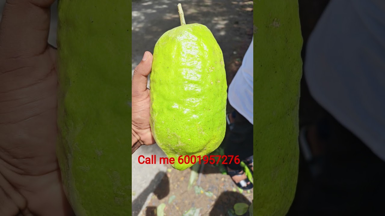 All varieties 