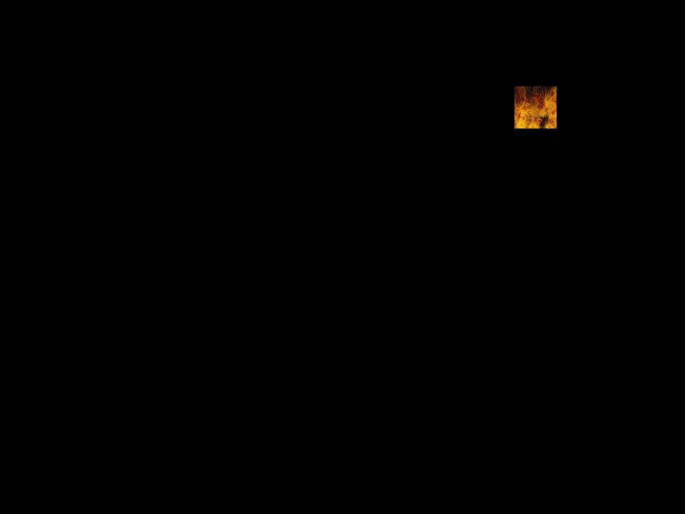 Xolislik Sari 16 A