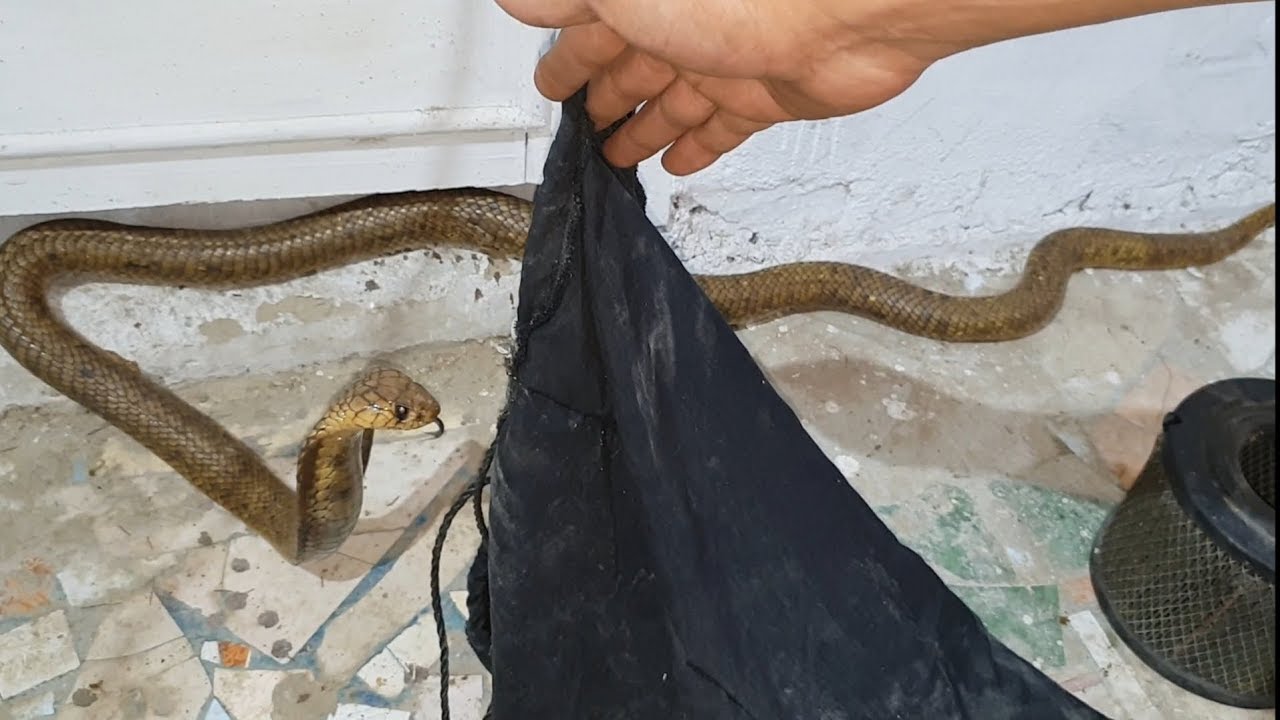 كشف خدعة جراب الحاوى 