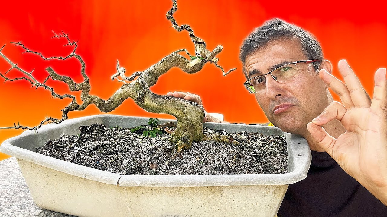 Diversão no Viveiro de Bonsai - Retirada de Alporque e trabalho em Pitheco!!!