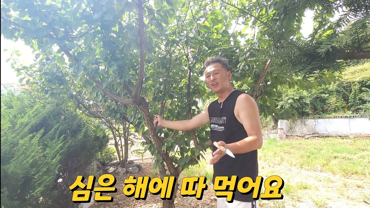 옮겨심고 바로 열매가 달리게 하는 방법#취목