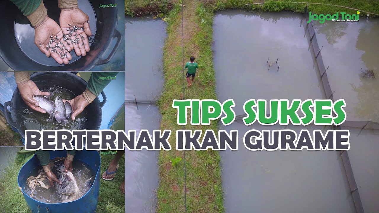 Tips Sukses Beternak Gurame, Dari Awal Telur sampai Panen!