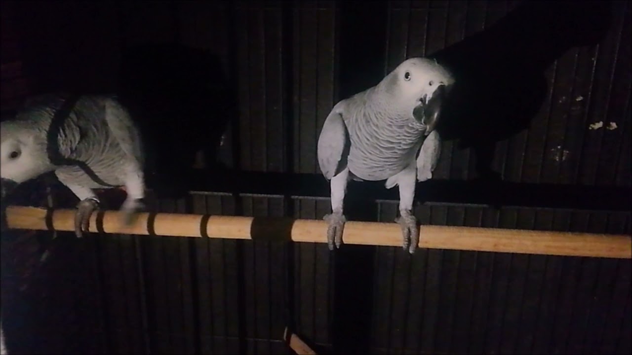 Toto and Tutu Talking Parrots