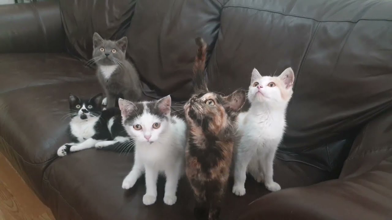Baby Cats ❤️-Cute and Funny Baby Cateos Compilation🐈🐈😺