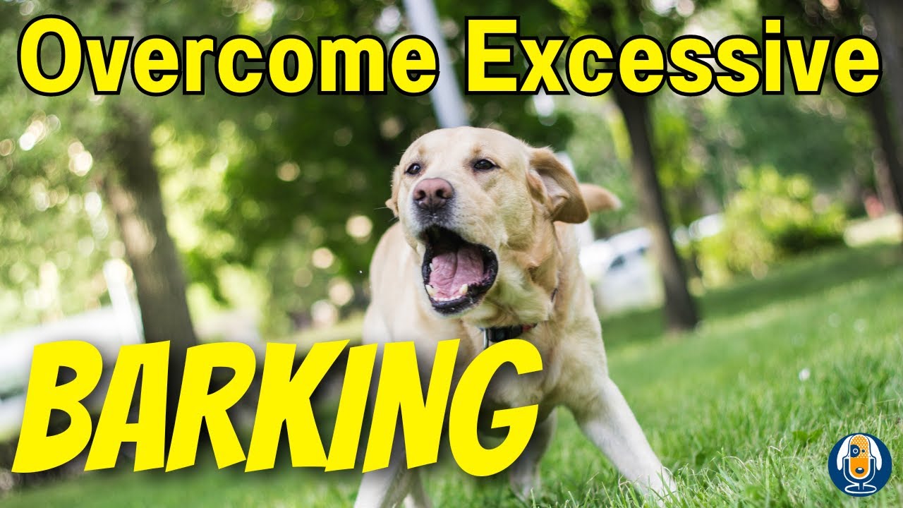 Barking Dogs! How To Help Your Dog Be Quiet And Stop Annoying Barking 