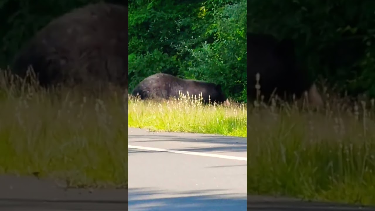 Huge Black Bear crosses a busy road in Connecticut. #bear  #blackbear #wildlife #nature