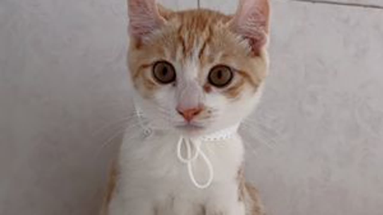 给小猫咪轮流驱虫，橘子皮一整个抓不住的大动作#萌宠出道计划 #我把我的猫养大啦 #捡了个猫 #猫咪驱虫 #卷耳猫花卷