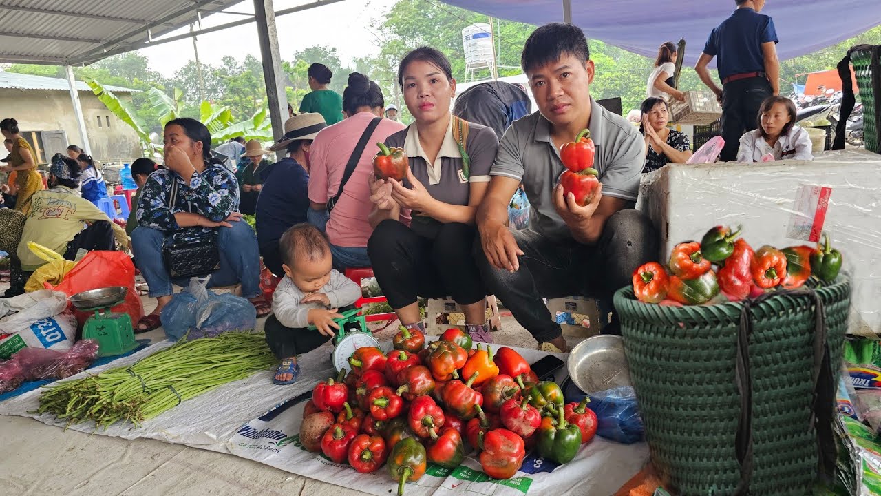 Harvest Bell Peppers Goes to market sell - Cooking | Hà Tòn Chài