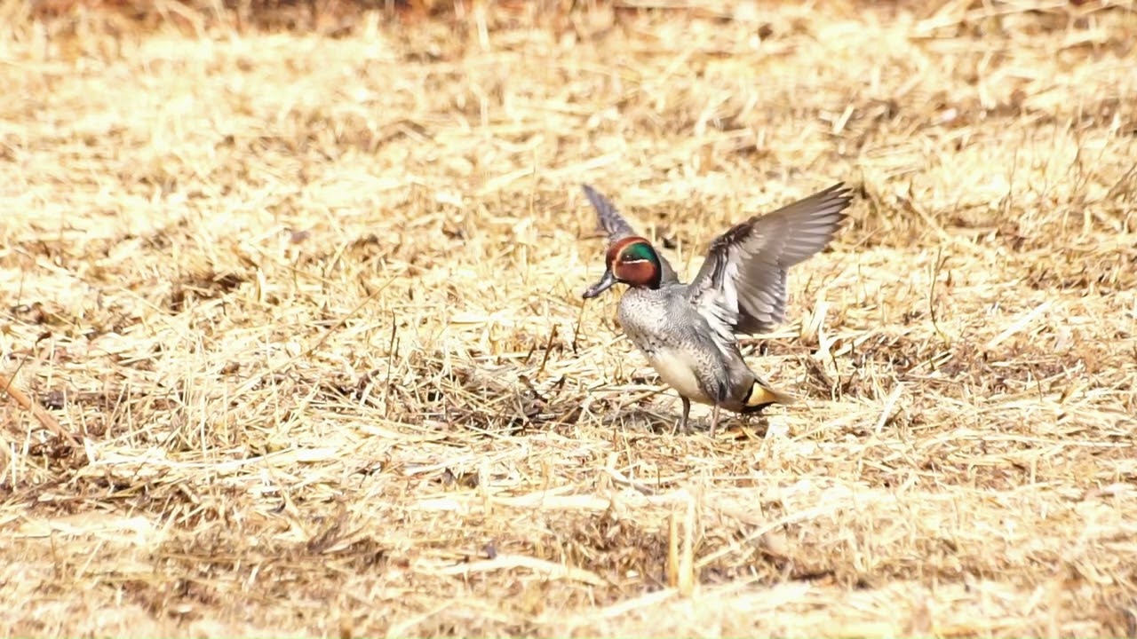 공중부양하는 쇠오리   Common teal ( Levitation )