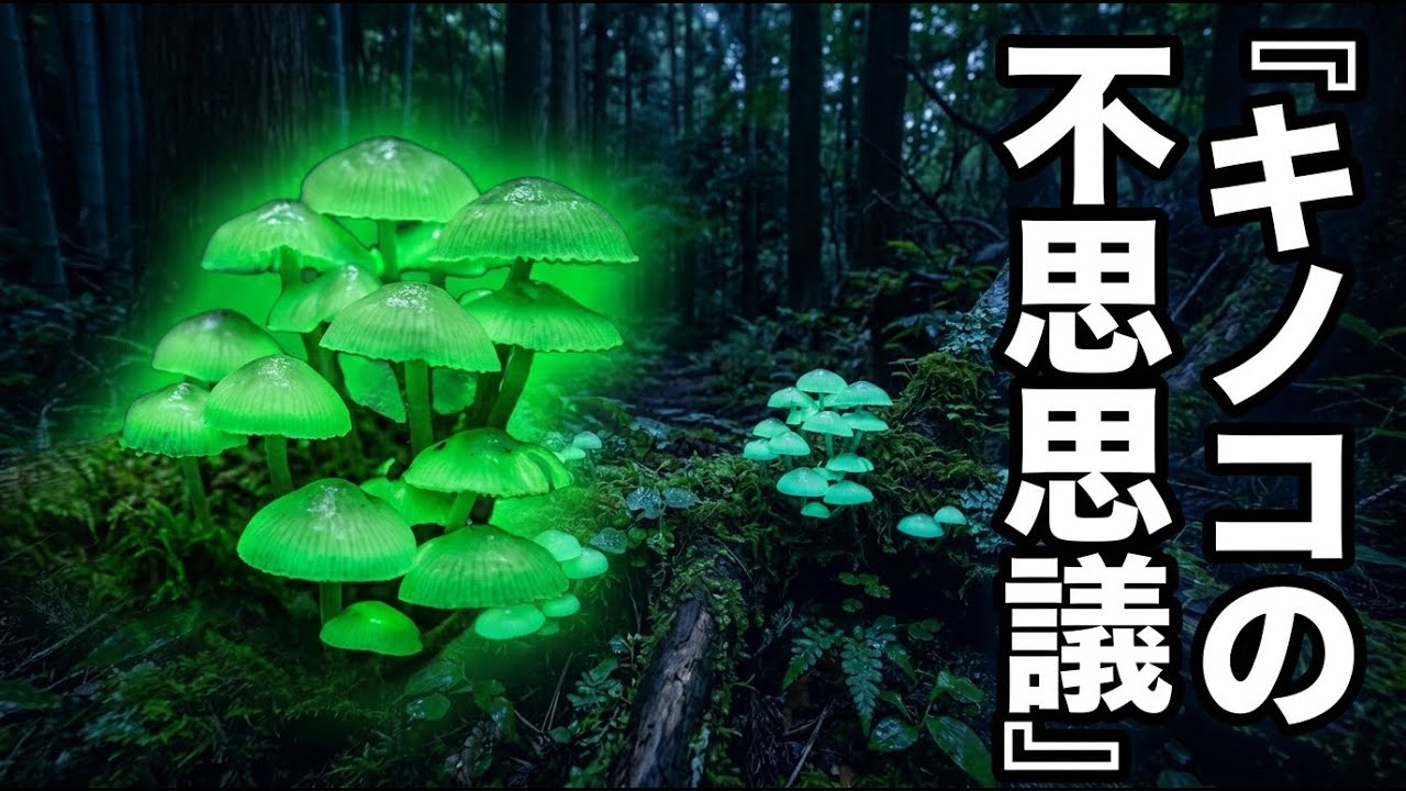 キノコの知られてない不思議｜地球最大の生物から光るキノコ、未来の新素材まで【完全解説】