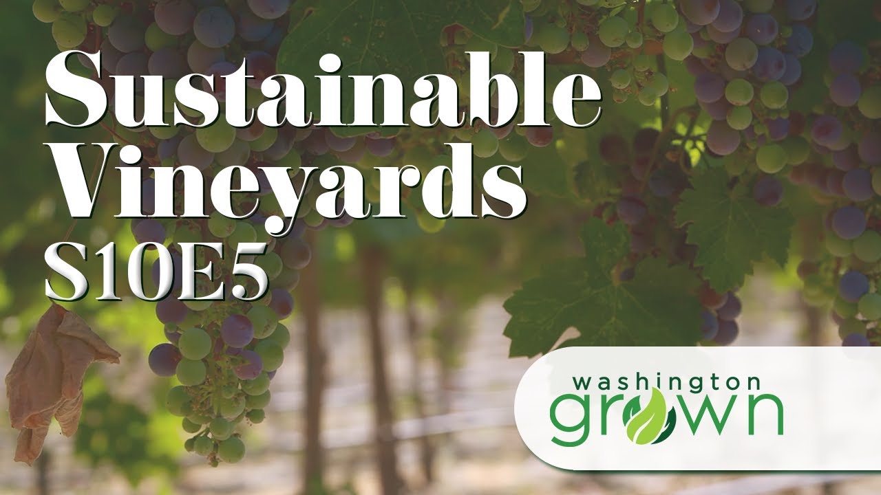 Sustainable Vineyards | Washington Grown | S10E5